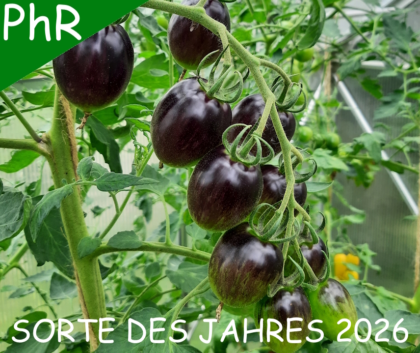 Blackmoon F1 <p><p><small> 
 schwarz-violette Cocktailtomate, hervorragender Geschmack, 4-5 cm rund ovale Früchte, in meinem Versuchsanbau hervorragende Krautgesundheit und Widerstandsfähigkeit gehen Krautfäule, deshalb meine SORTE DES JAHRES 2026! </small></p></p>
  
  
