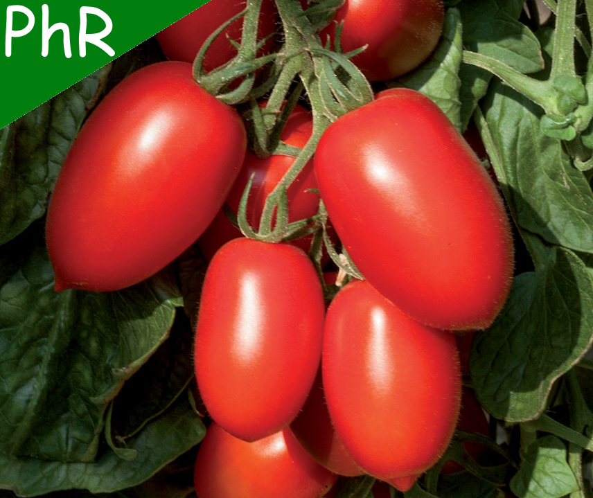 Nagina F1 <p><p><small> 
 mittelgroße längliche Salattomate im Romatyp (Früchte ca. 60-80 g), ausgesprochen guter Geschmack, vielseitig verwendbar (Salat-Verarbeitung), vielfache Resistenzen, im Versuchsanbau (Freiland 2024) sehr widerstandsfähig gegen Krautfäule. </small></p></p>
  
  
