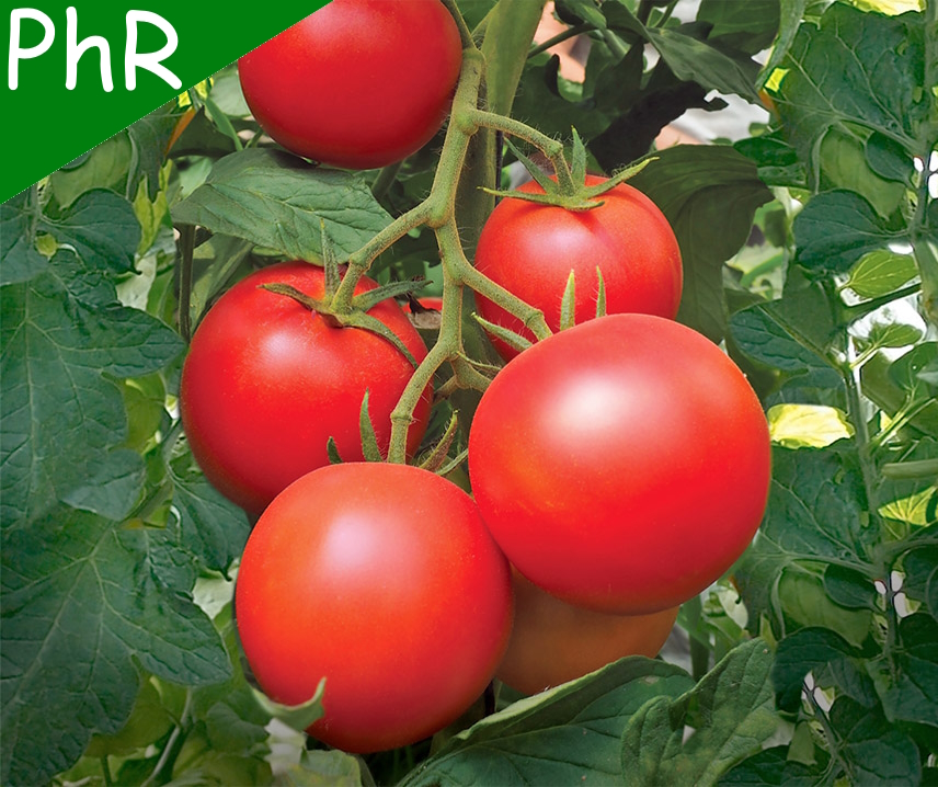 Paoline F1 <p><p><small> 
 klassische großfallende rote Salattomate (Früchte ca. 150-180 g) mit sehr gutem Geschmack, multiresistent, auch gegen Krautfäule, sehr gut fürs Freiland geeignet. In 2 Versuchsjahren sehr überzeugend, ersetzt Fantasio in meinem Angebot. </small></p></p>
  
  
