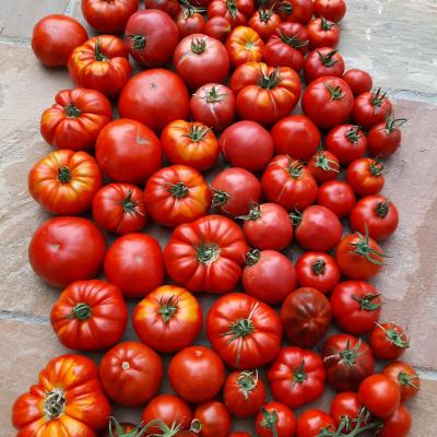 2 Tomatensortenuebersicht