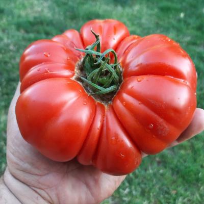 Buffalosteak In Hand