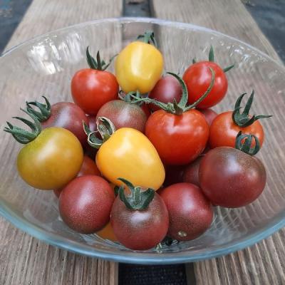 Bunte Ernte Der Ersten Cocktailtomaten