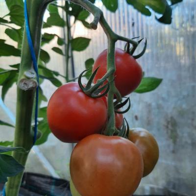 Mountain Magic Rispe