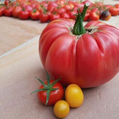 Riesentomate Neben Coccktailtomate