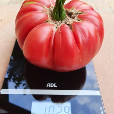 Riesentomate